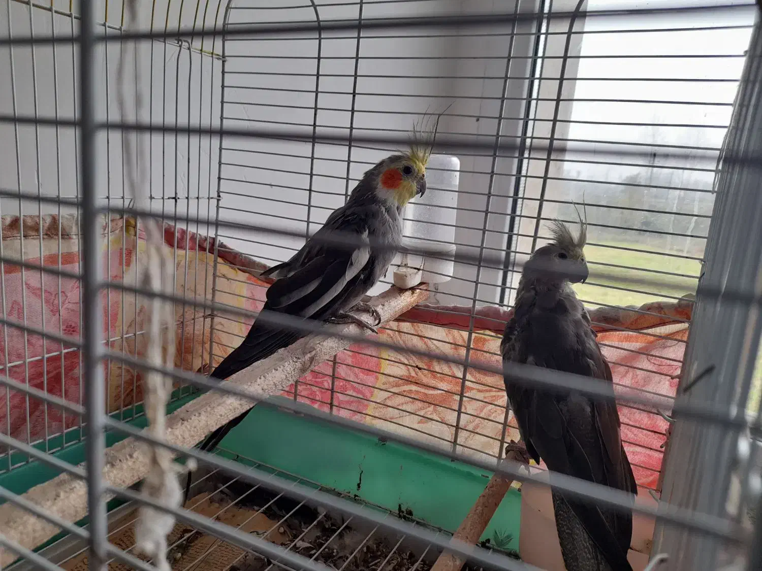 یک جفت طوطی عروس|پرنده|سنگر, |دیوار