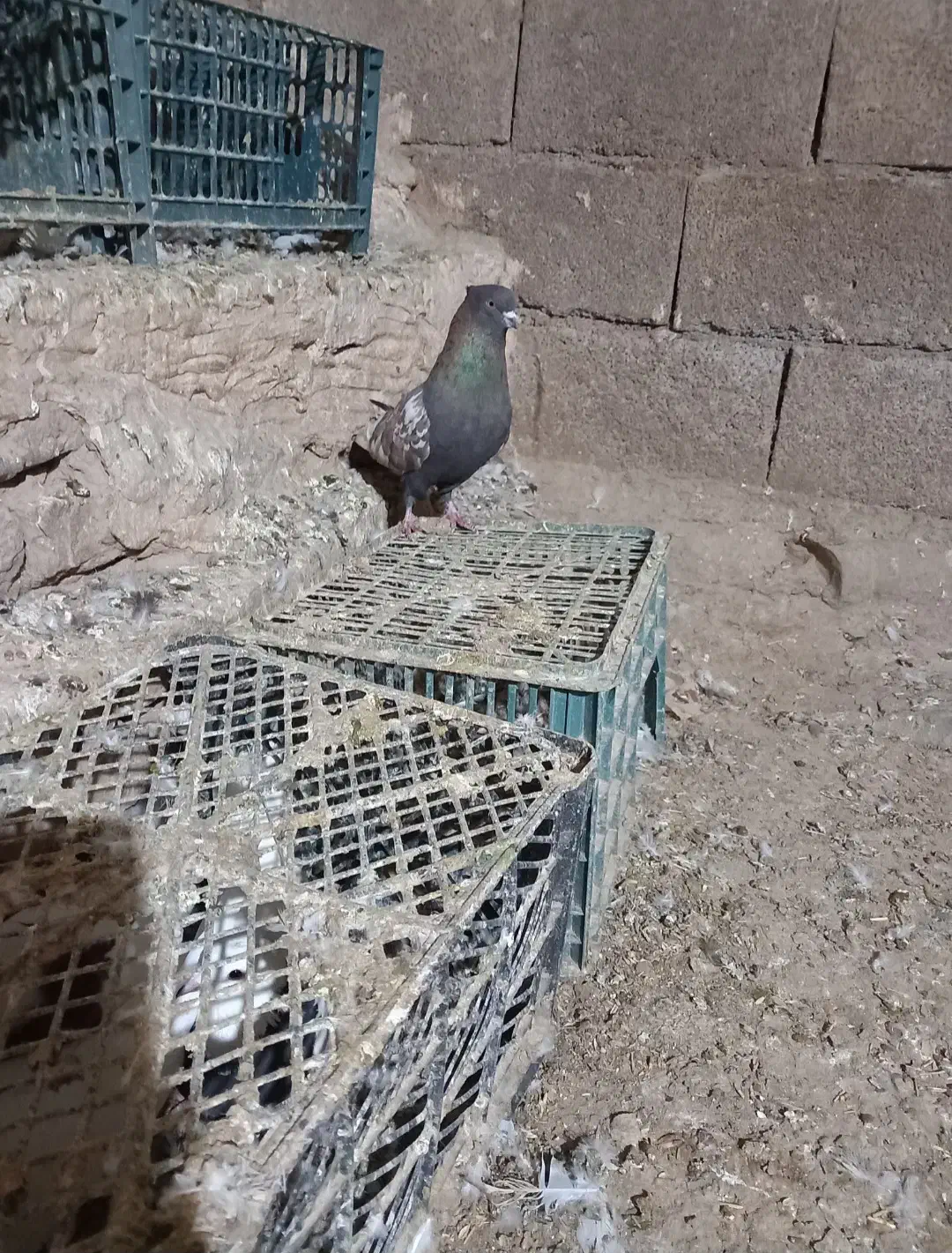 کبوتر‌‌قزوینی‌نر|پرنده|کبودرآهنگ, |دیوار