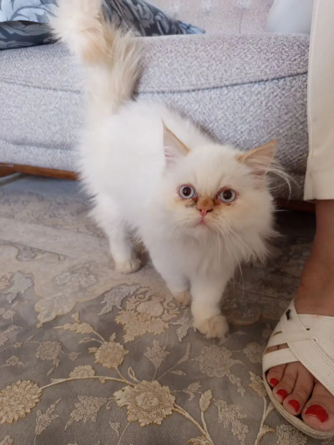 گربه گمشده|حیوانات|ارومیه, |دیوار