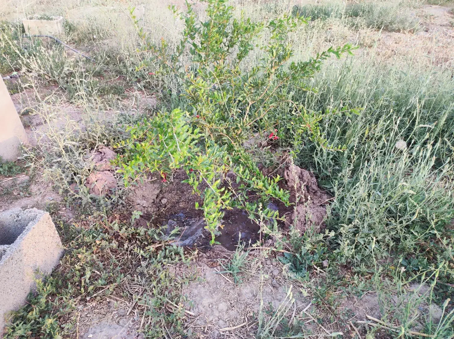 باغ در مرند|فروش زمین و ملک کلنگی|کشکسرای, |دیوار