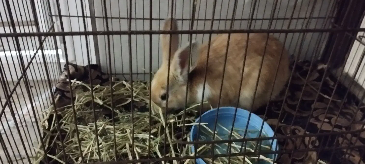 خرگوش سالم سرحال|موش و خرگوش|دورود, |دیوار