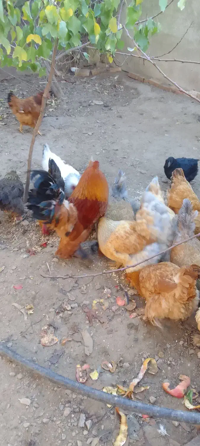 مرغ برهمان|حیوانات مزرعه|مرند, |دیوار