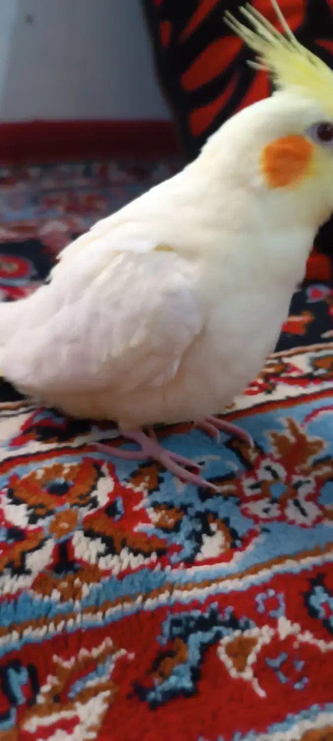 عروسه هلندی دستی نر|پرنده|هندیجان, |دیوار