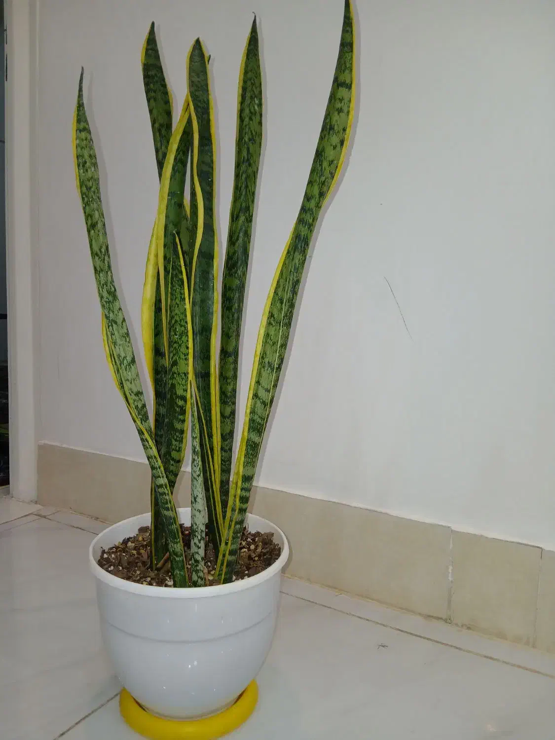 گل سانسوریا شمشیری بغل طلایی کمیاب|گل و گیاه طبیعی|خواف, |دیوار