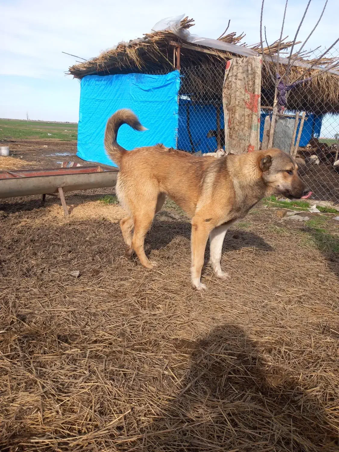 سگ سرابی|سگ|گرگان, |دیوار