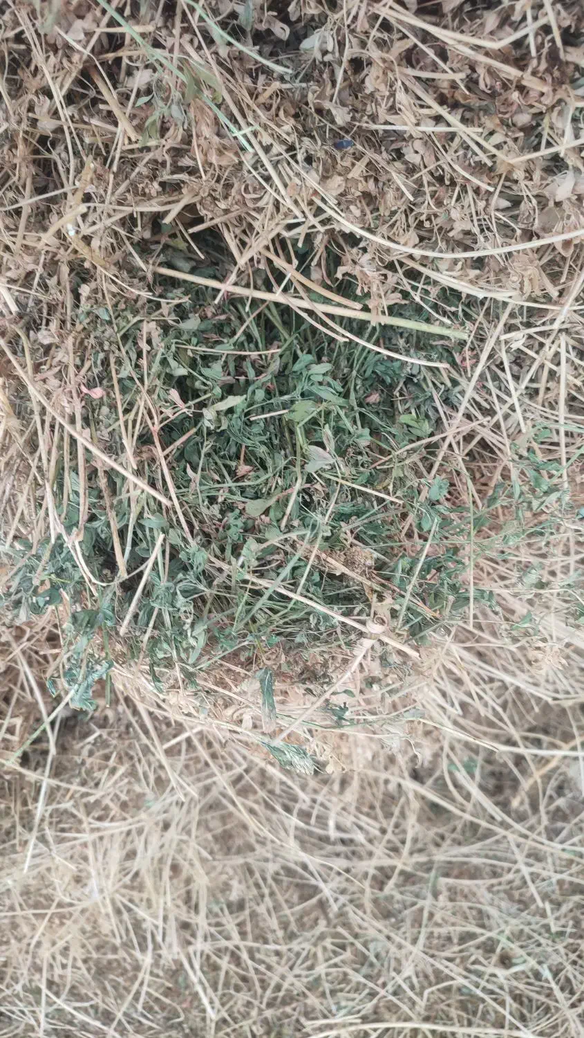 یونجه|لوازم جانبی حیوانات|خوی, |دیوار