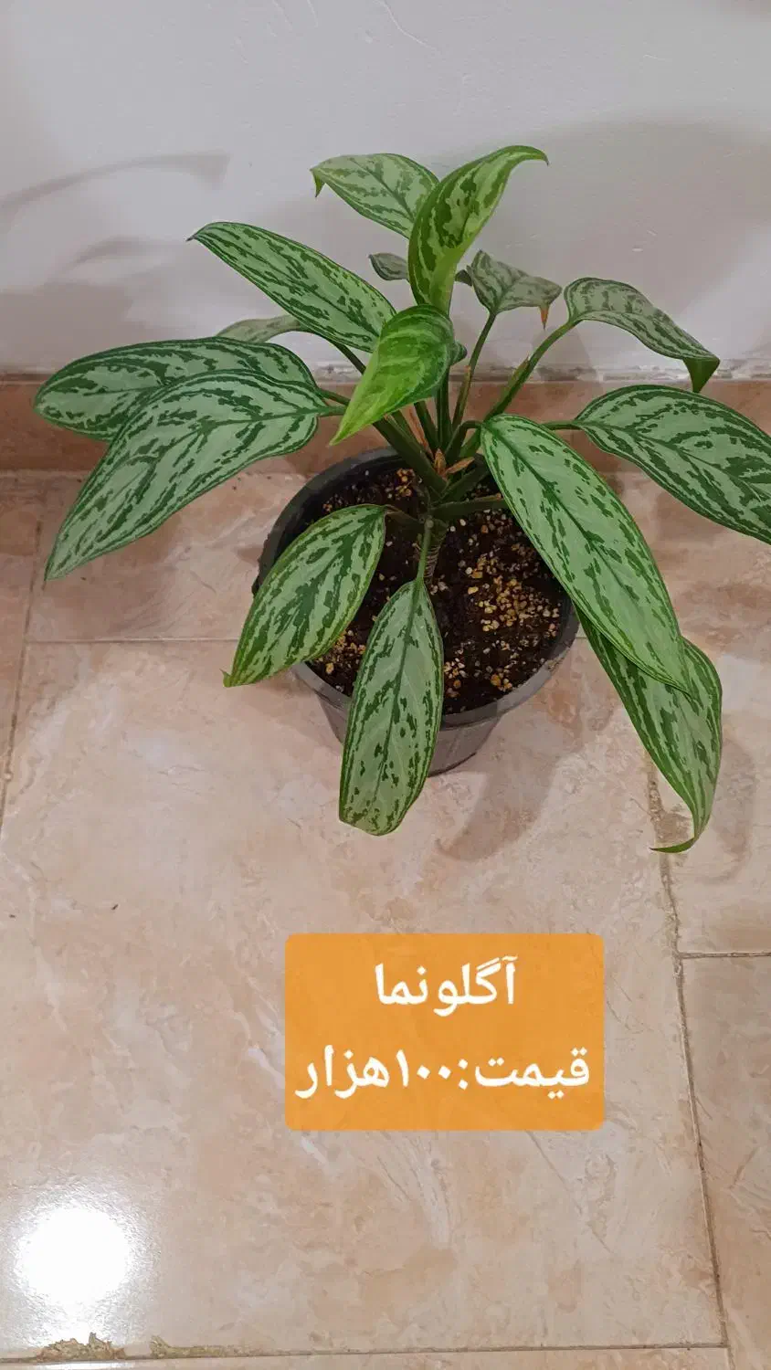 گلهای زیبا|گل و گیاه طبیعی|رشت, کوی مهر|دیوار