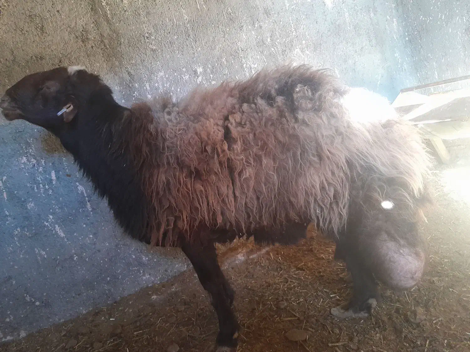 همو قوچ|حیوانات مزرعه|طاغنکوه, |دیوار