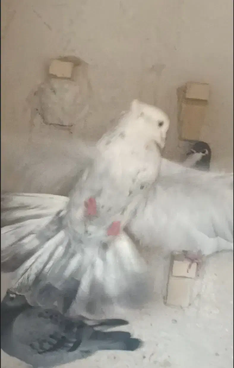 کبوتر دمبی الماسی پُـر خال سیاه|پرنده|مرودشت, ابوذر شمالی|دیوار