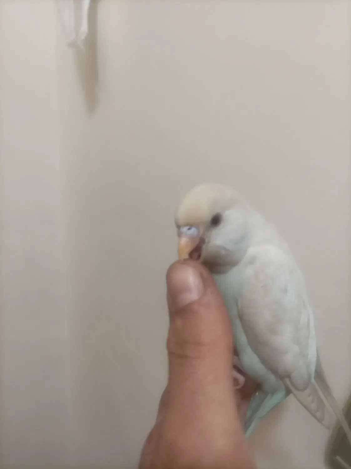 مرغ عشق دستی|پرنده|فردیس, نسترن شرقی|دیوار