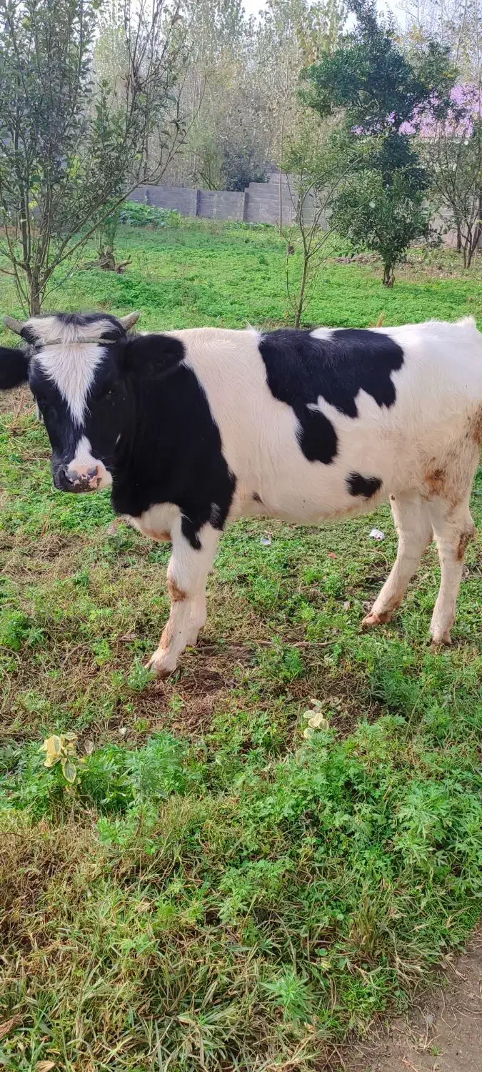 لیشه هلشتاین اصیل|حیوانات مزرعه|آستانه اشرفیه, |دیوار