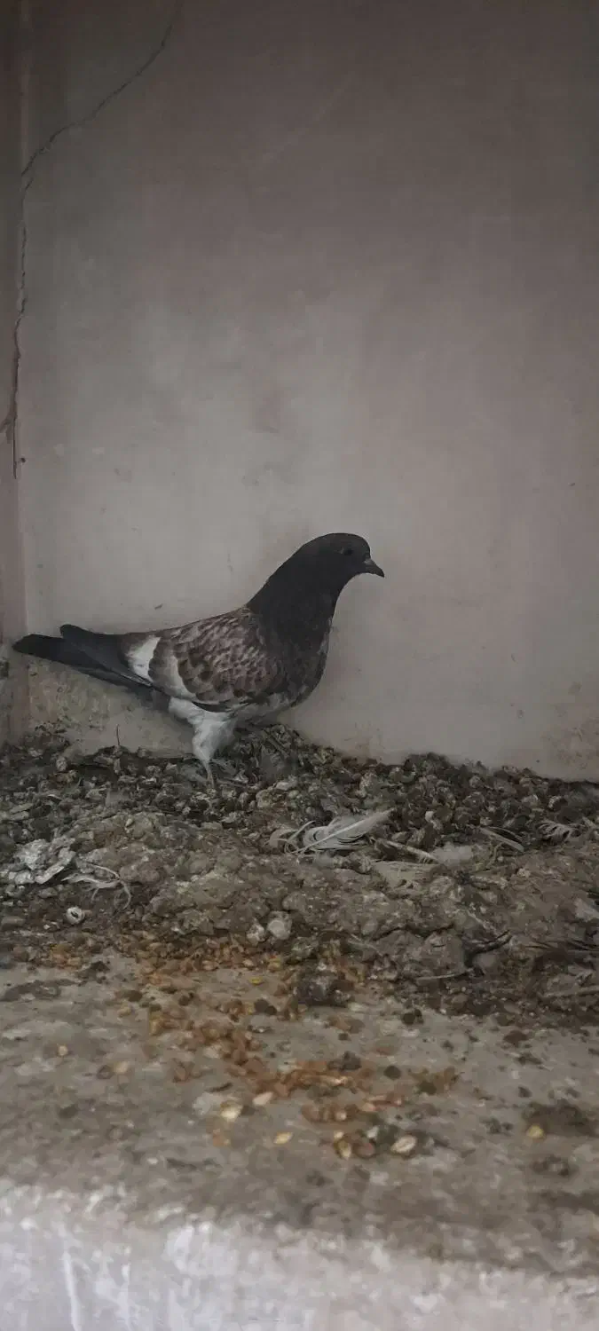 کبوتر|پرنده|کاشان, درب اصفهان|دیوار