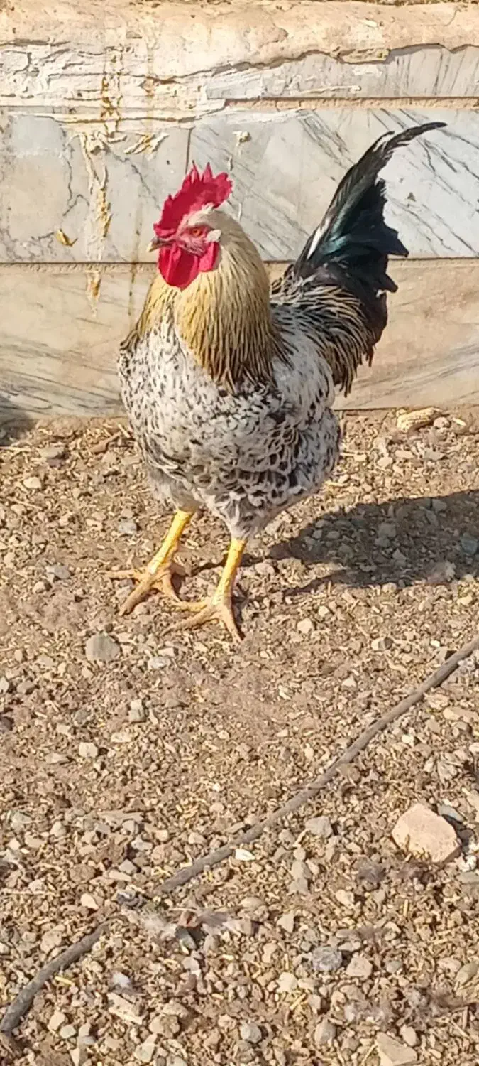 دو عدد خروس محلی|حیوانات مزرعه|بشاریات, |دیوار