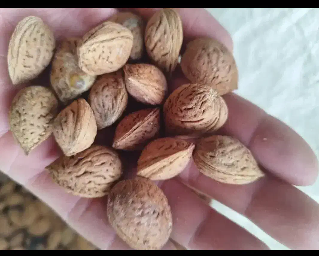 خریدار هسته و پوست گردو آلو زردالو خرما و ..|خدمات باغبانی و درختکاری|ارومیه, |دیوار