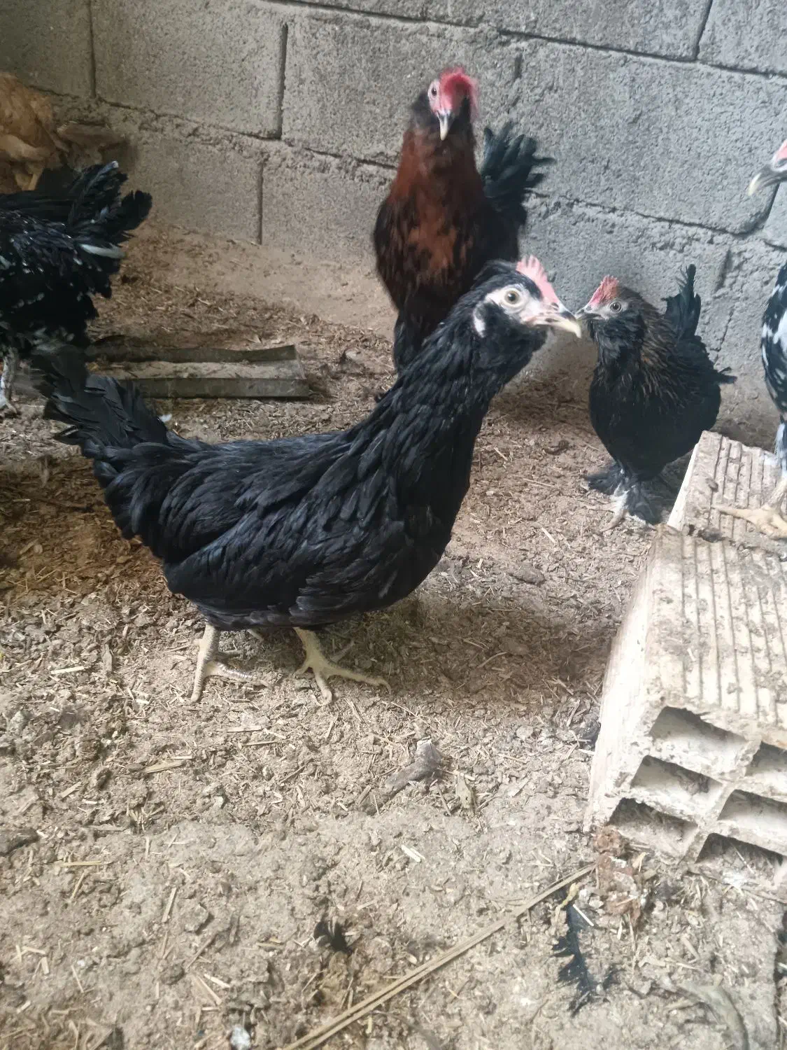 تعدادی نیمچه مرغ مینیاتوری و پاکوتاه|حیوانات مزرعه|برازجان, |دیوار