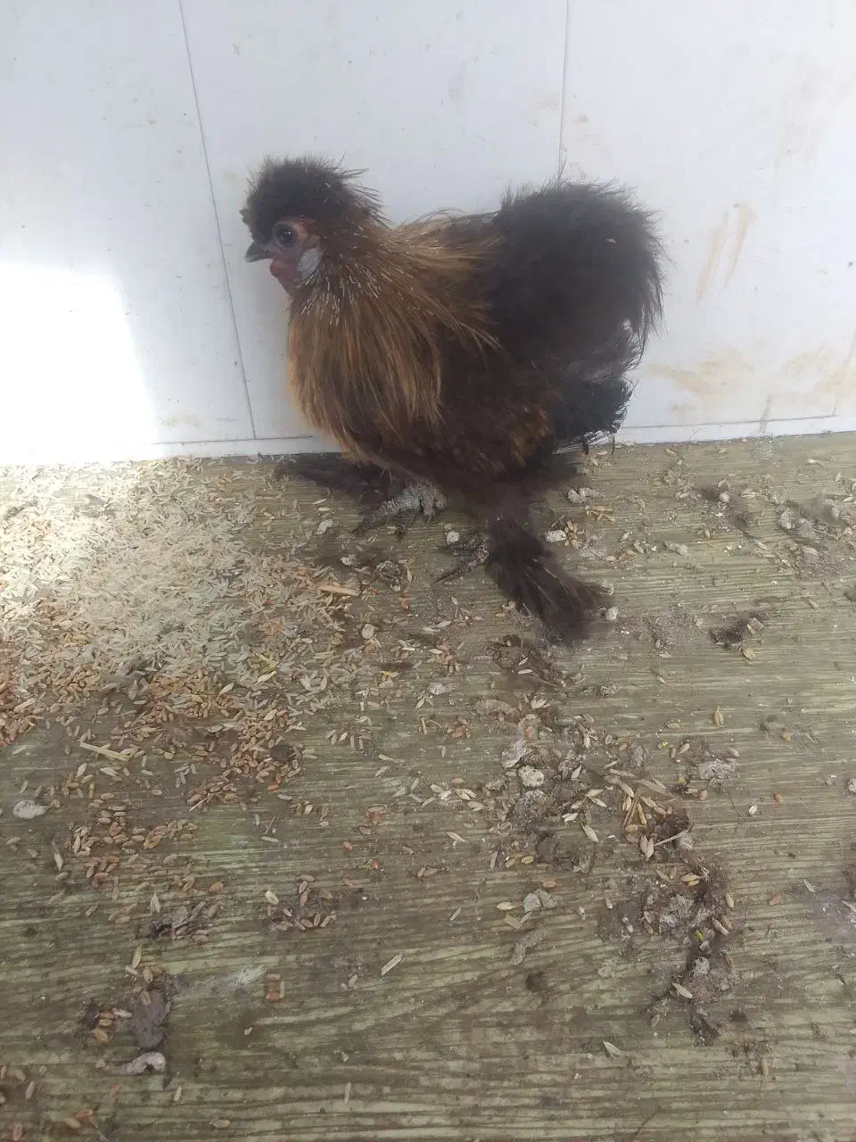 خروس تزیینی|حیوانات مزرعه|رشت, شهرک پارس خزر|دیوار