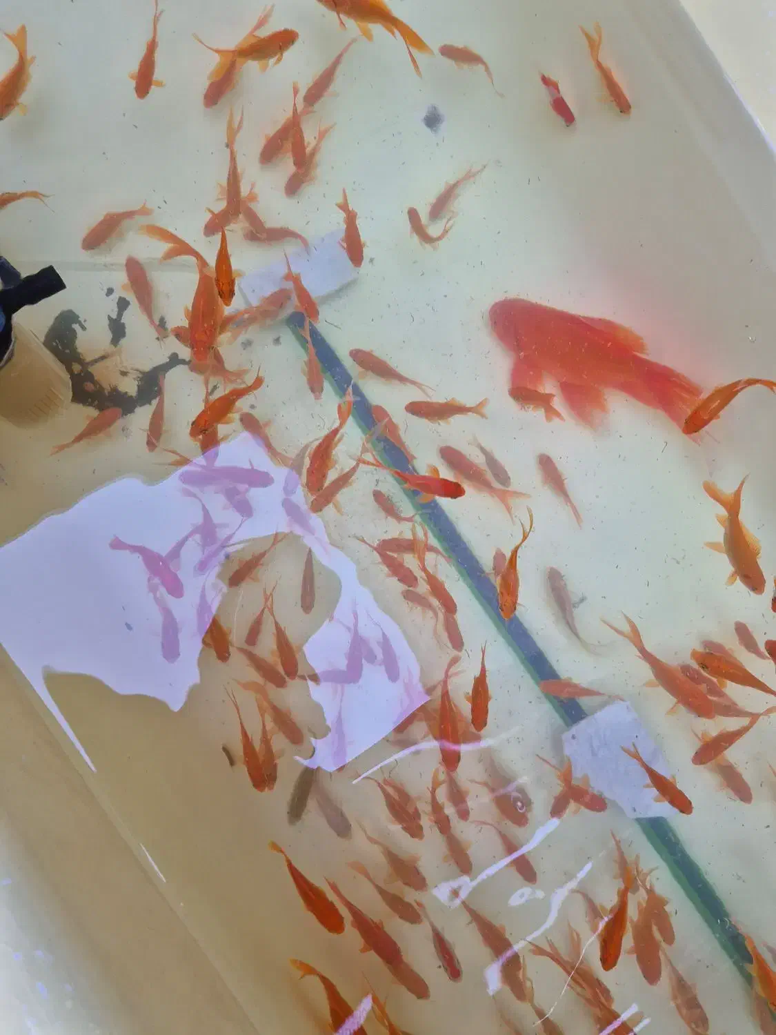 ماهی قرمز|ماهی|اصفهان, فجر|دیوار