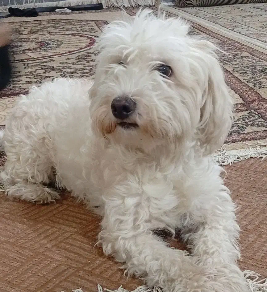 سگ پاکوتاه سفید|سگ|قم, نیروگاه|دیوار