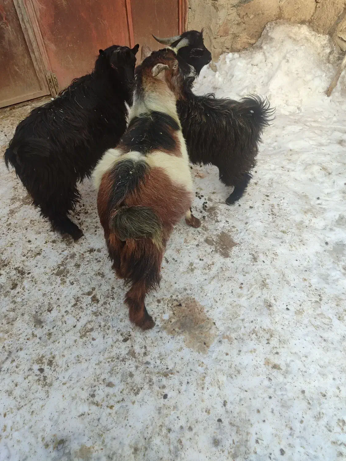 سه عدد گیسگ نر|حیوانات مزرعه|دهگلان, |دیوار