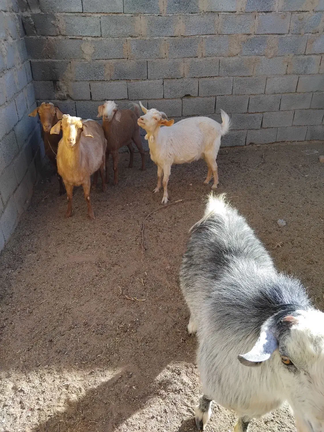 باسلام تعداد ۴عدد بز فروش|حیوانات مزرعه|قائن, |دیوار