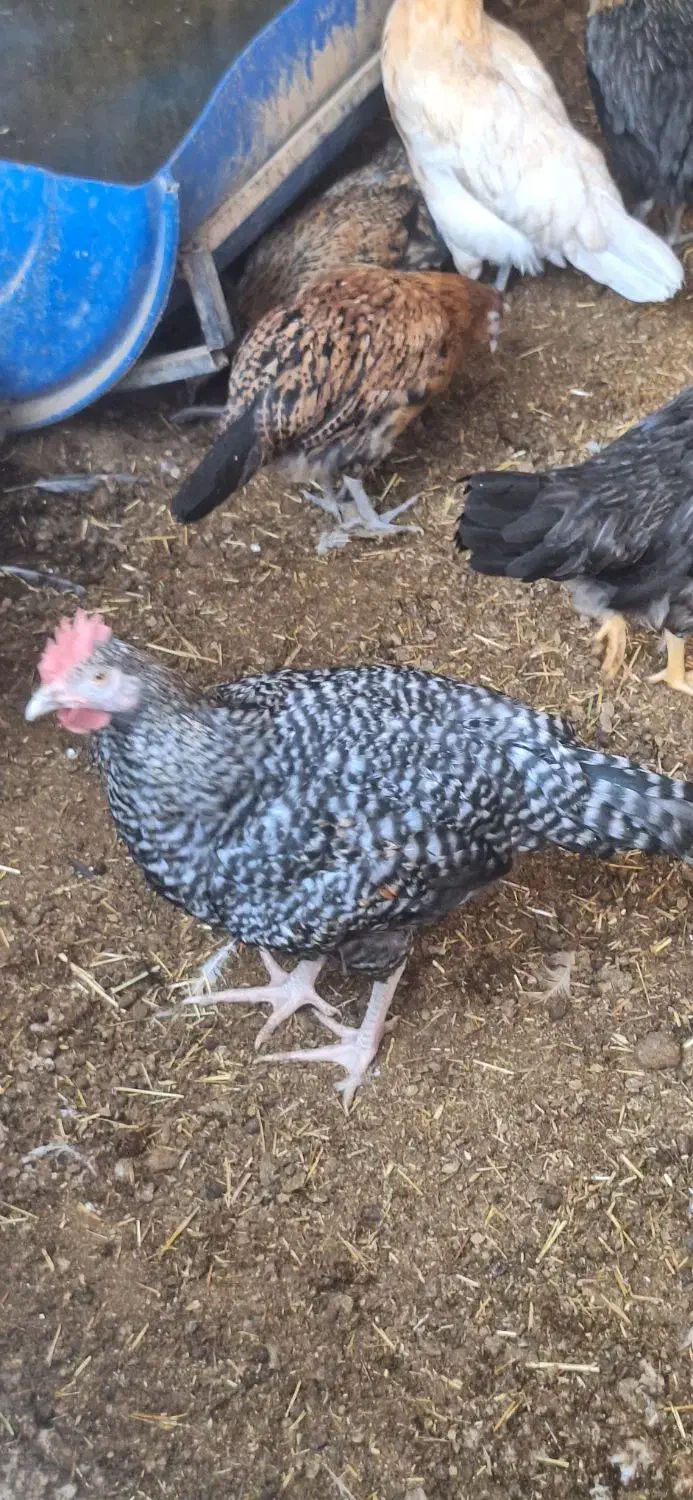 نیمچه مرغ خروس محلی گلپایگانی جهادی ۴و۵ ماهه|حیوانات مزرعه|تهران, کیانشهر|دیوار
