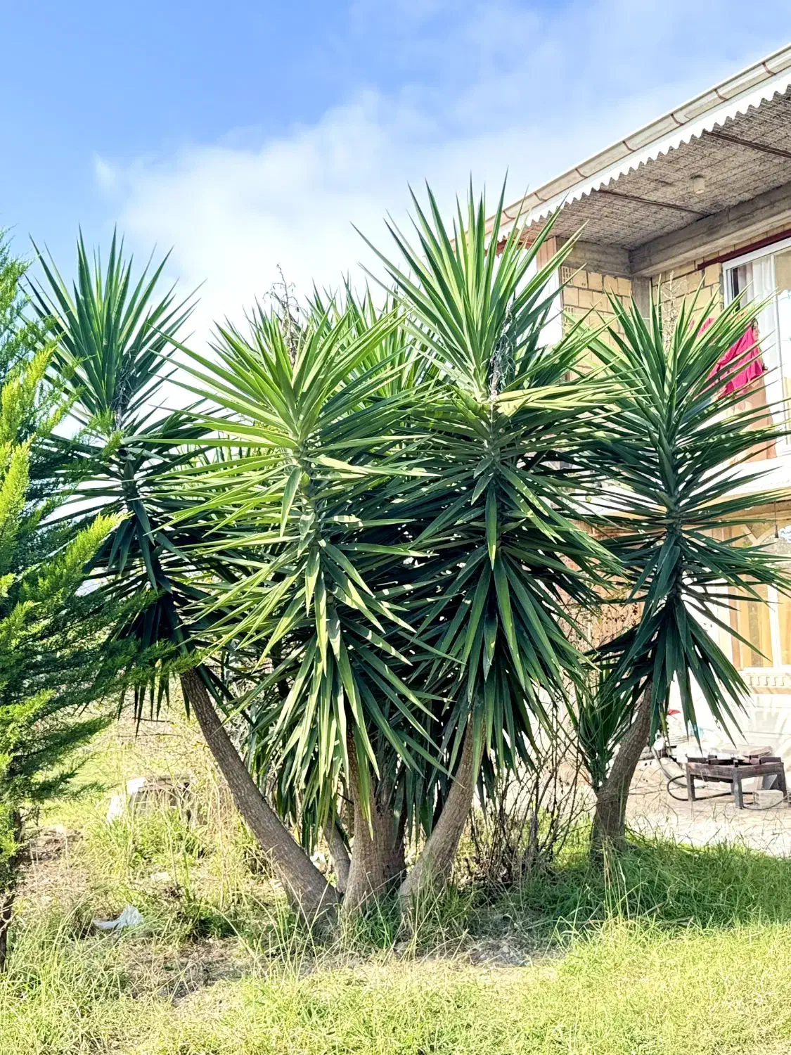 یوکا بلند ۳.۵ متر|گل و گیاه طبیعی|تالش, هشتپر|دیوار