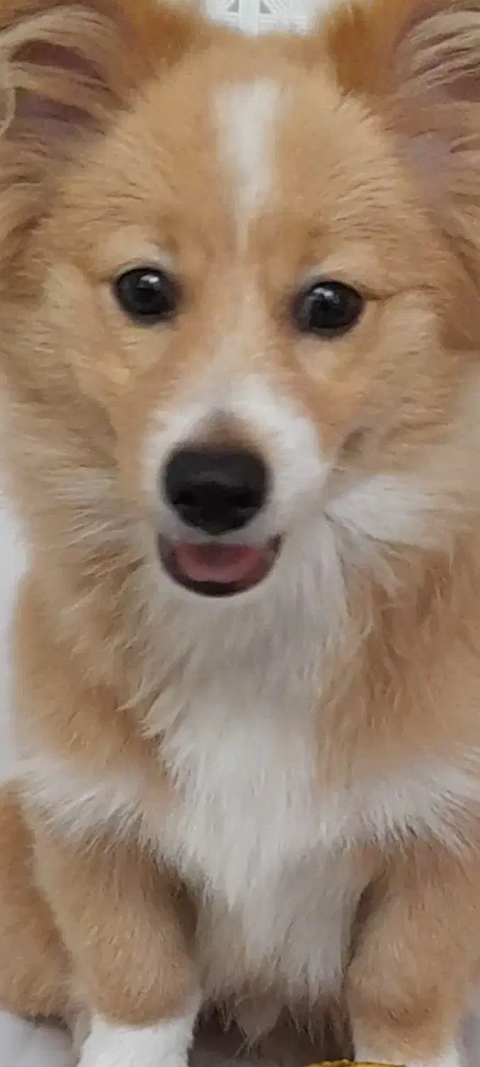 فروش سگ خانگی|سگ|شیرگاه, |دیوار