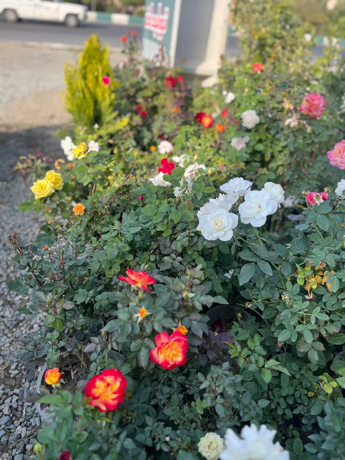 کاشت گل رز هلندی دایم گل|گل و گیاه طبیعی|تهران, شهرک دانشگاه|دیوار