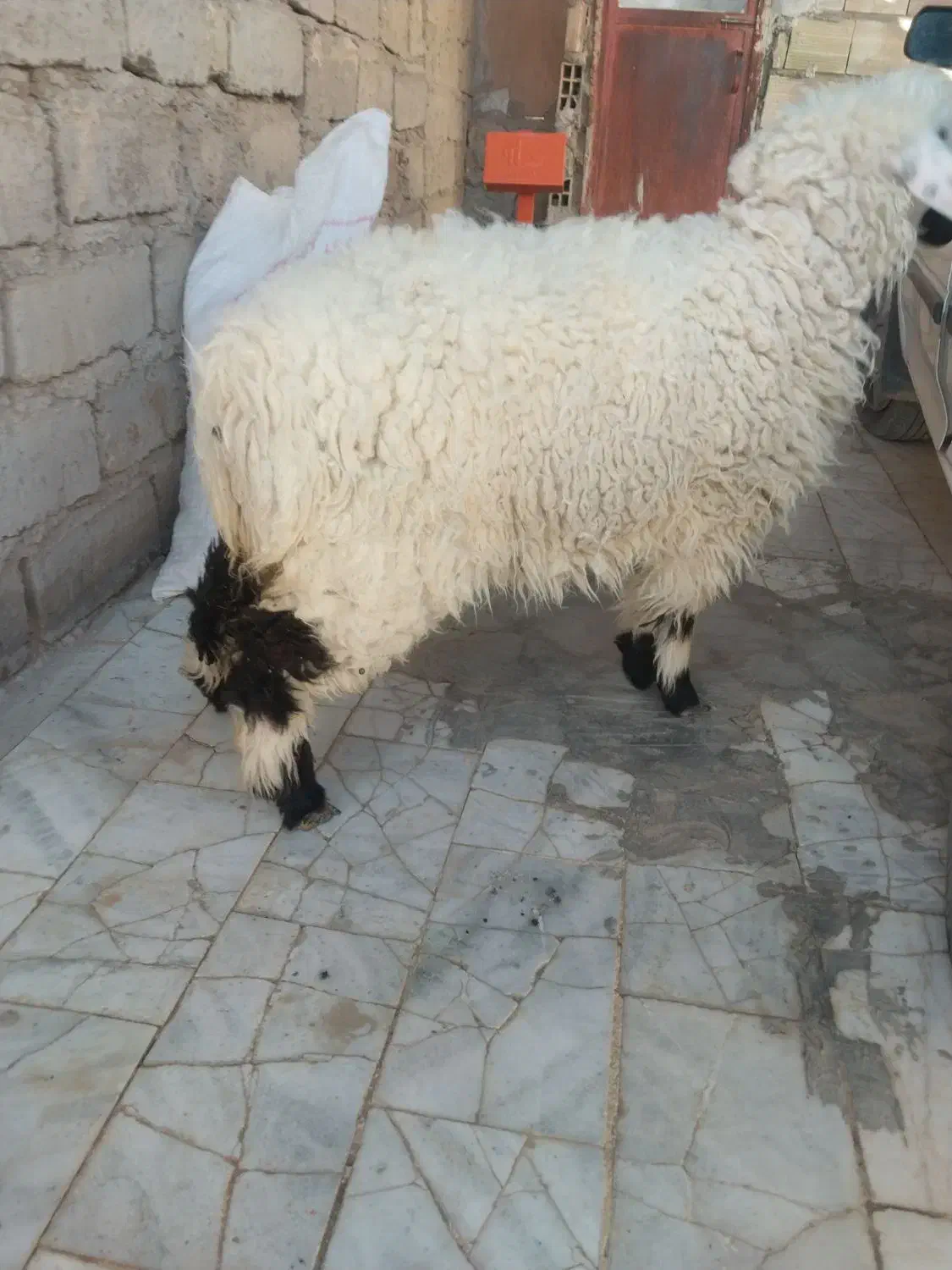 دوتا بره ماده|حیوانات مزرعه|زهک, |دیوار