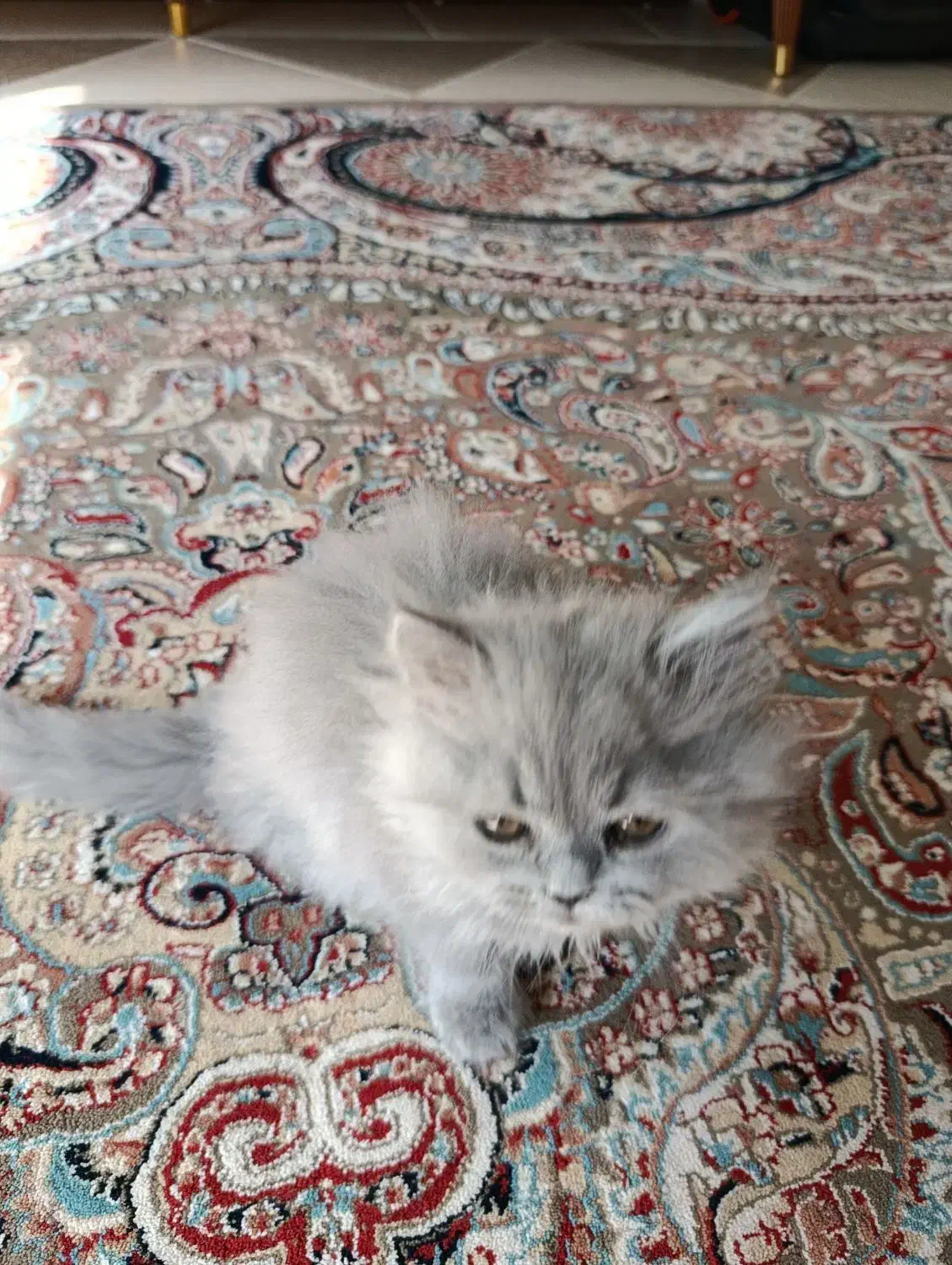 واگذاری  گربه بریتیش نر ۴ماهه|گربه|میبد, |دیوار