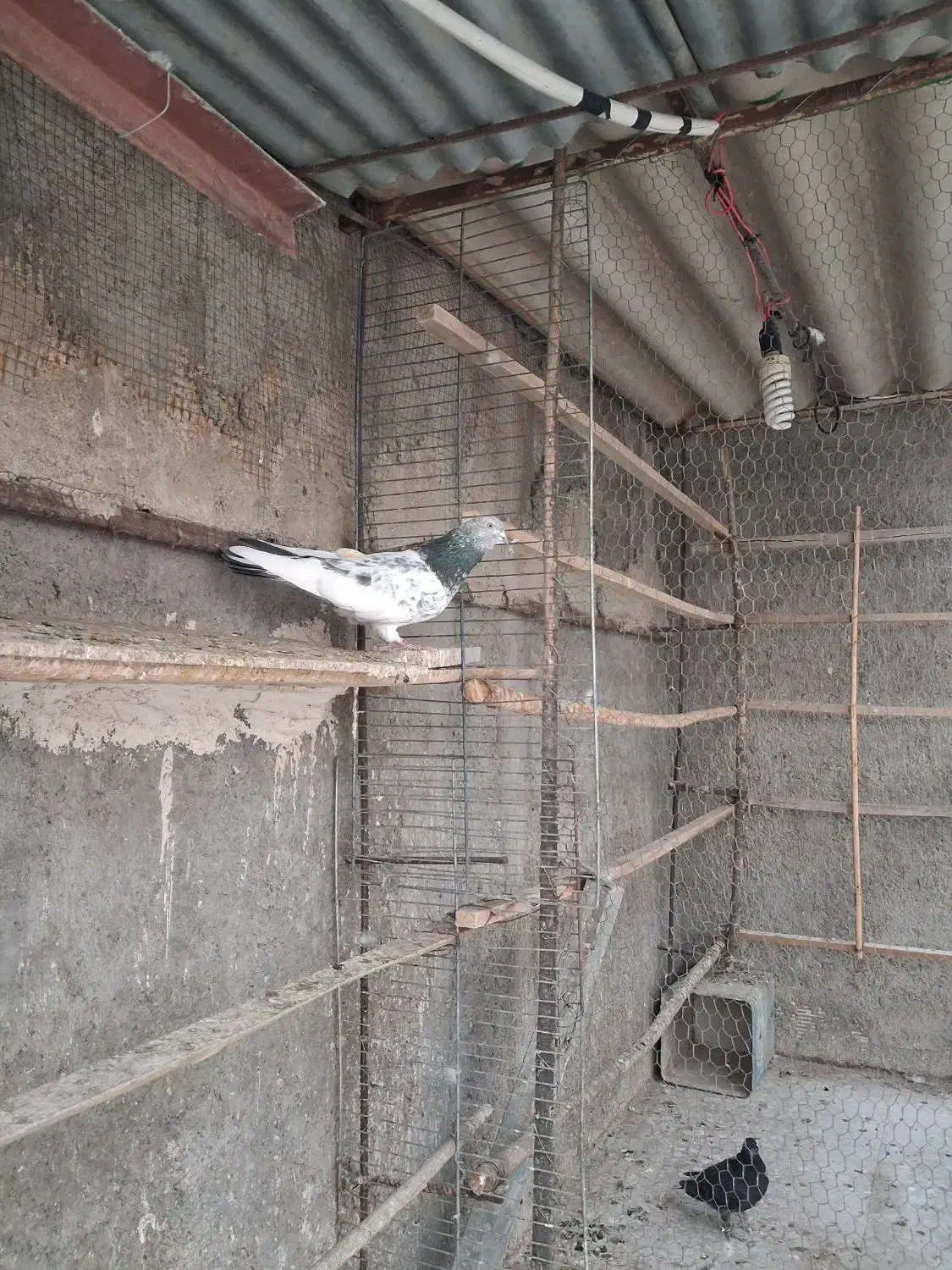 کبوتر پاکستانی|پرنده|مبارکه, |دیوار