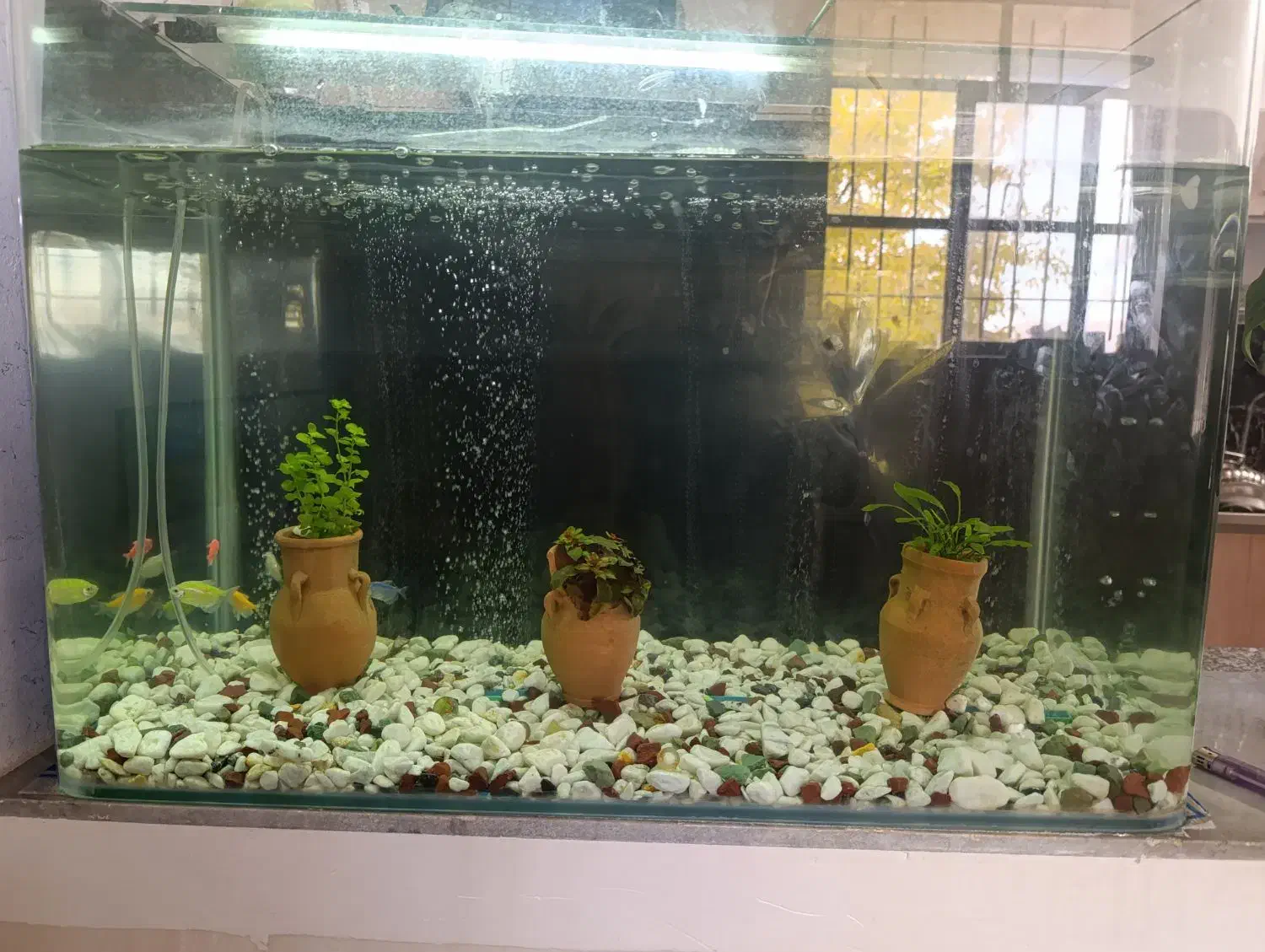 اکواریوم با وسایل|ماهی|سپیدان, |دیوار