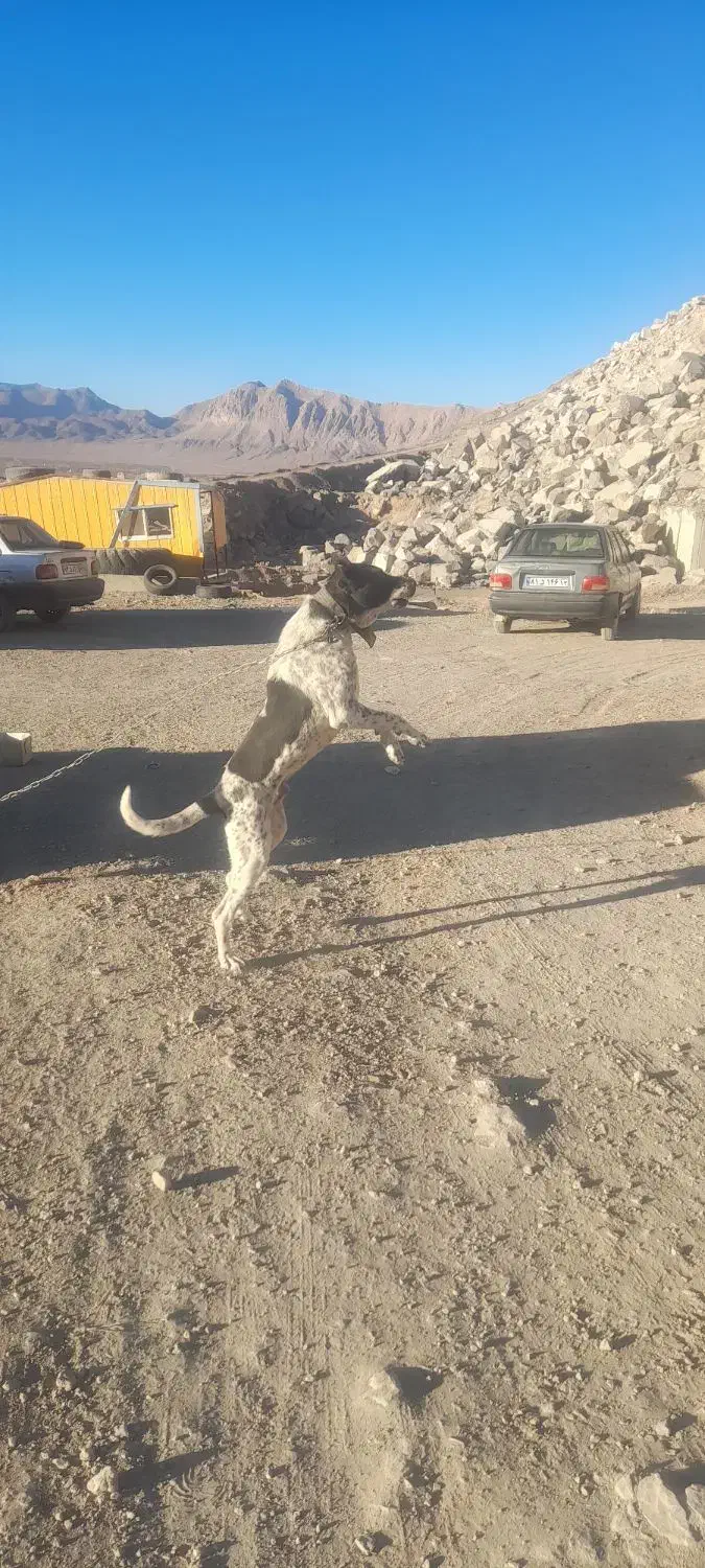 سو قدیم|سگ|برزک, |دیوار