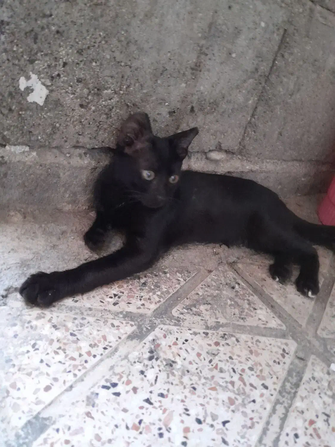 گربم تو مراوه گم شده پیدا کردین اطلاع بدین نگرانشم|حیوانات|مراوه, |دیوار