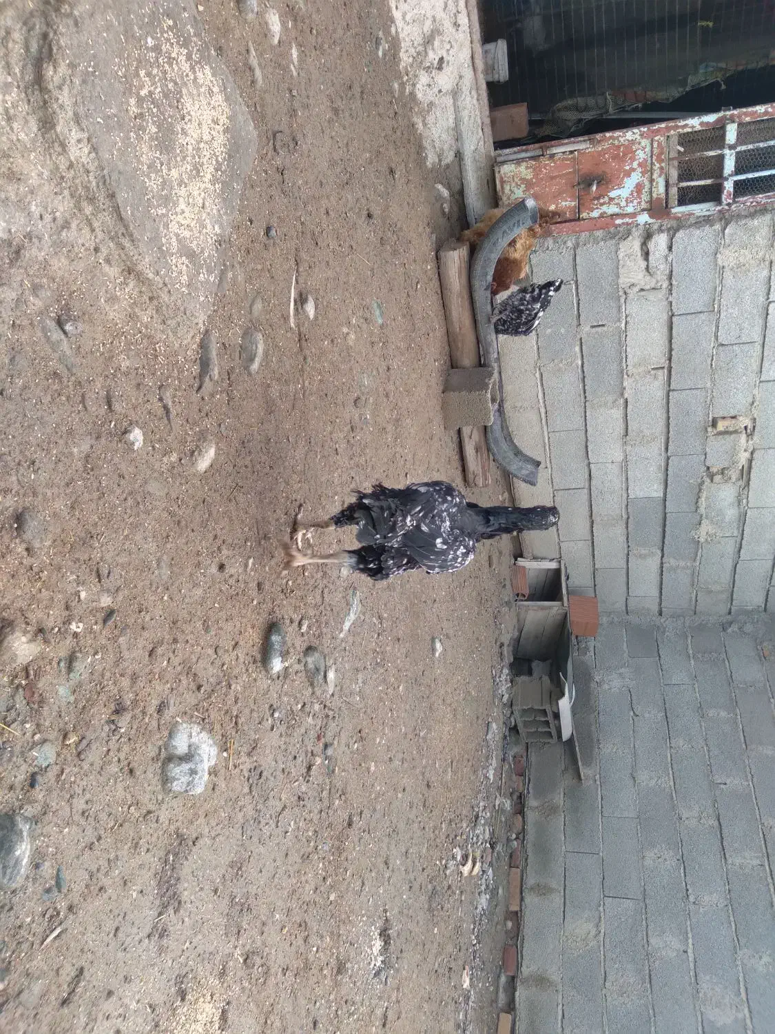 مرغ لاری با مرغ پاپر|حیوانات مزرعه|گمیشان, |دیوار