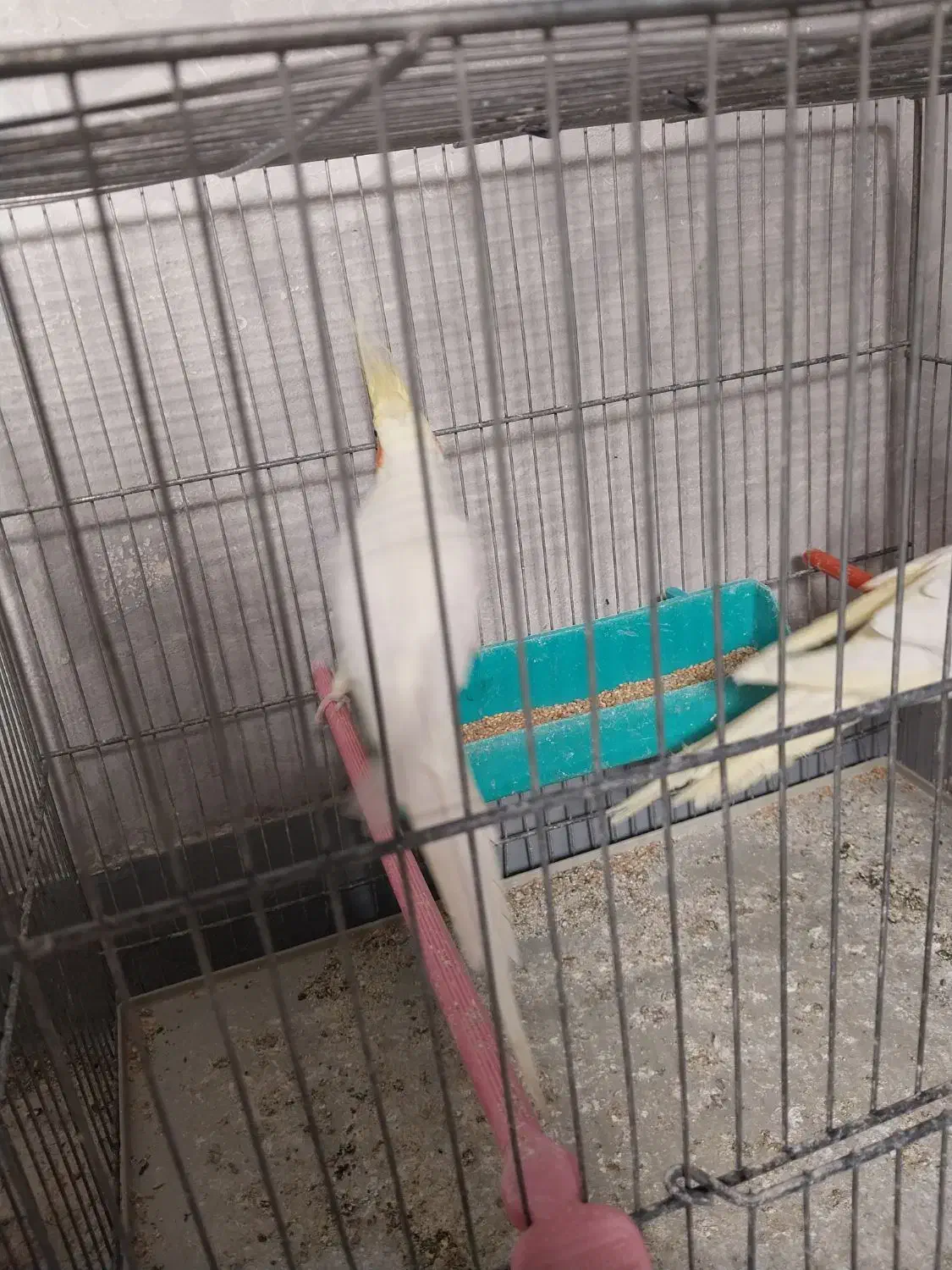 جفت عروس هلندی تاج بزرگ با قفس قلامی|پرنده|اهواز, سپیدار|دیوار