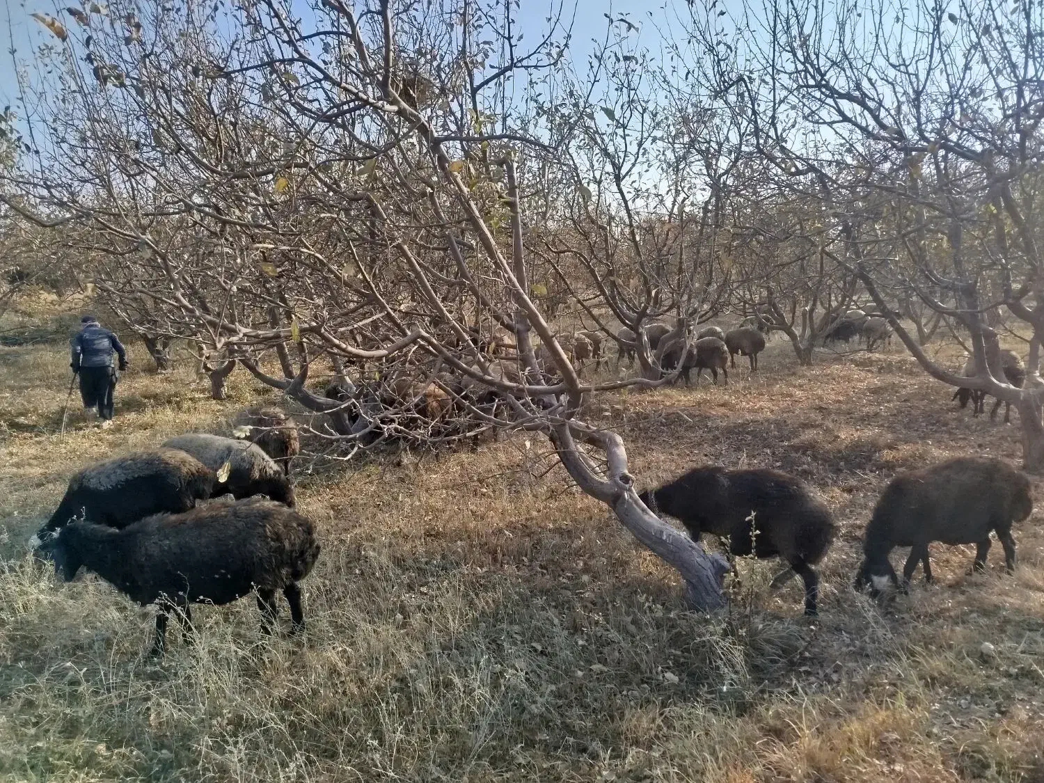 گوسفند اصیل شال|حیوانات مزرعه|تاکستان, |دیوار