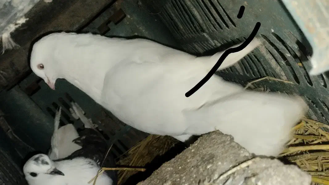 کبوتر پرشی|پرنده|لاهیجان, قیام|دیوار