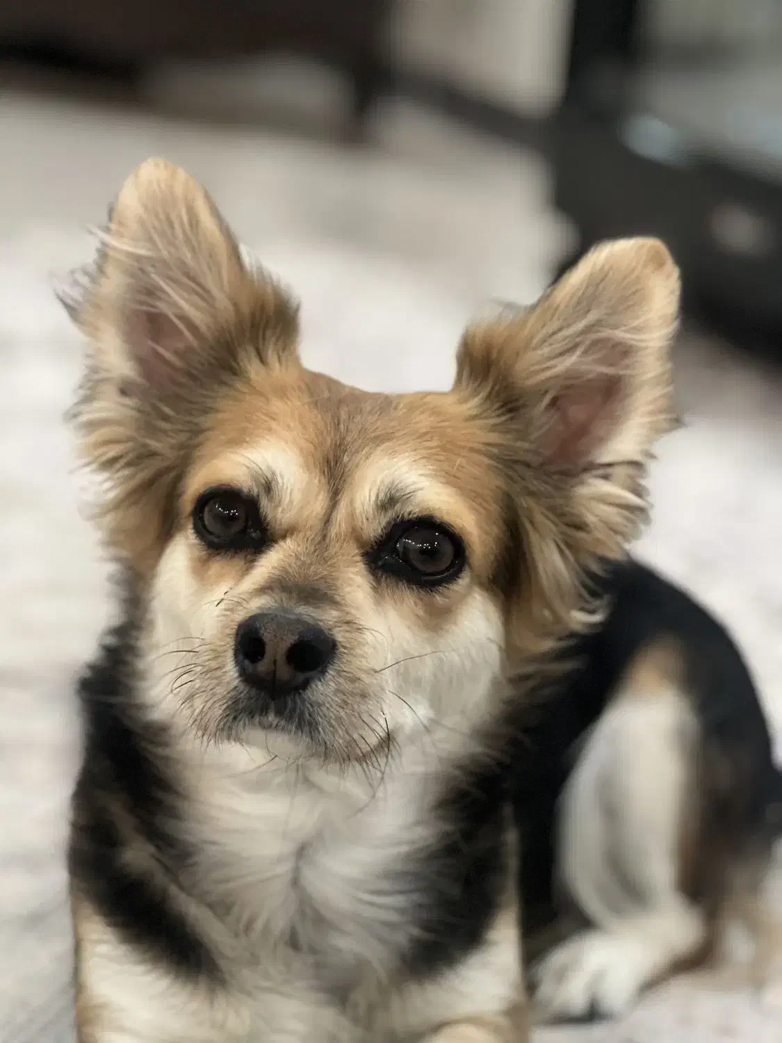 سگ خانگی|حیوانات|صدرا-فارس, فاز ۱|دیوار