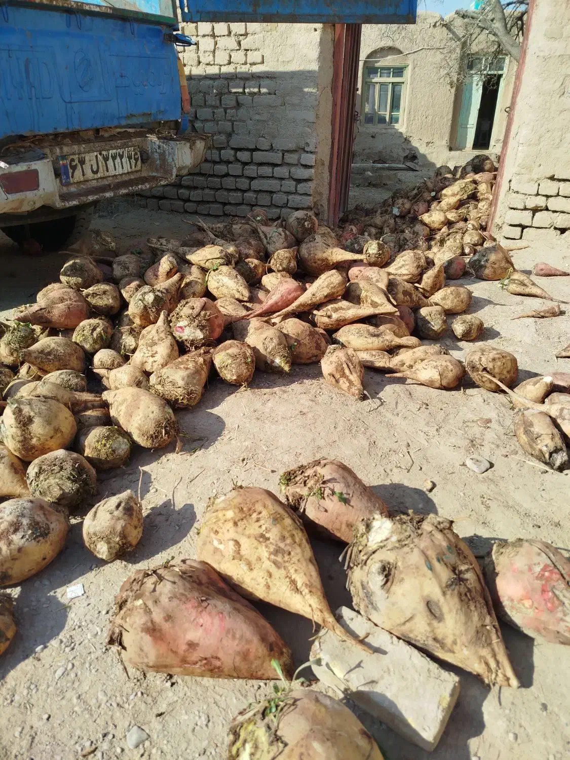 چغندر|حراج|نیشابور, فردوس شمالی|دیوار