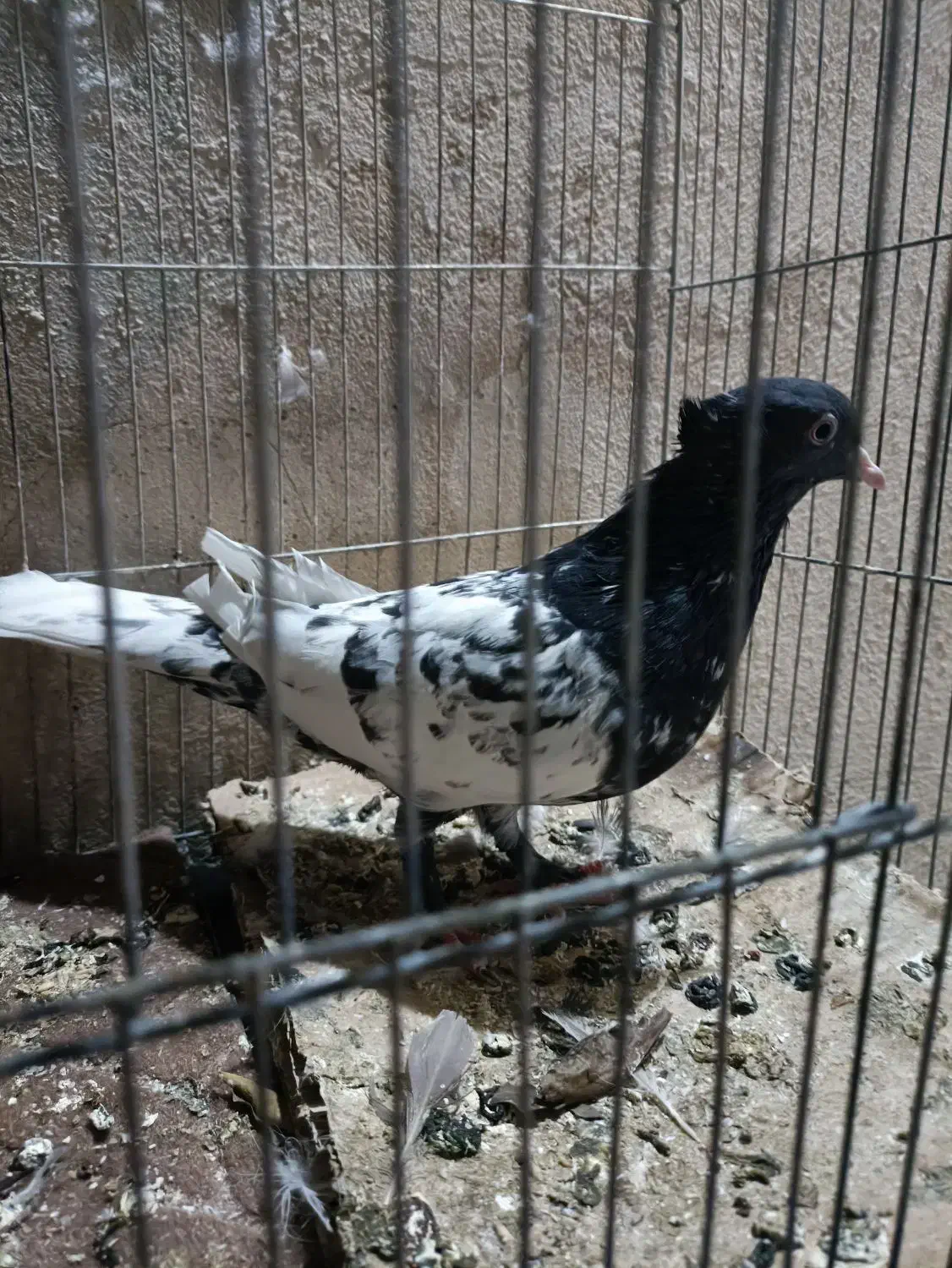 کفتر کله|پرنده|شیراز, تندگویان|دیوار