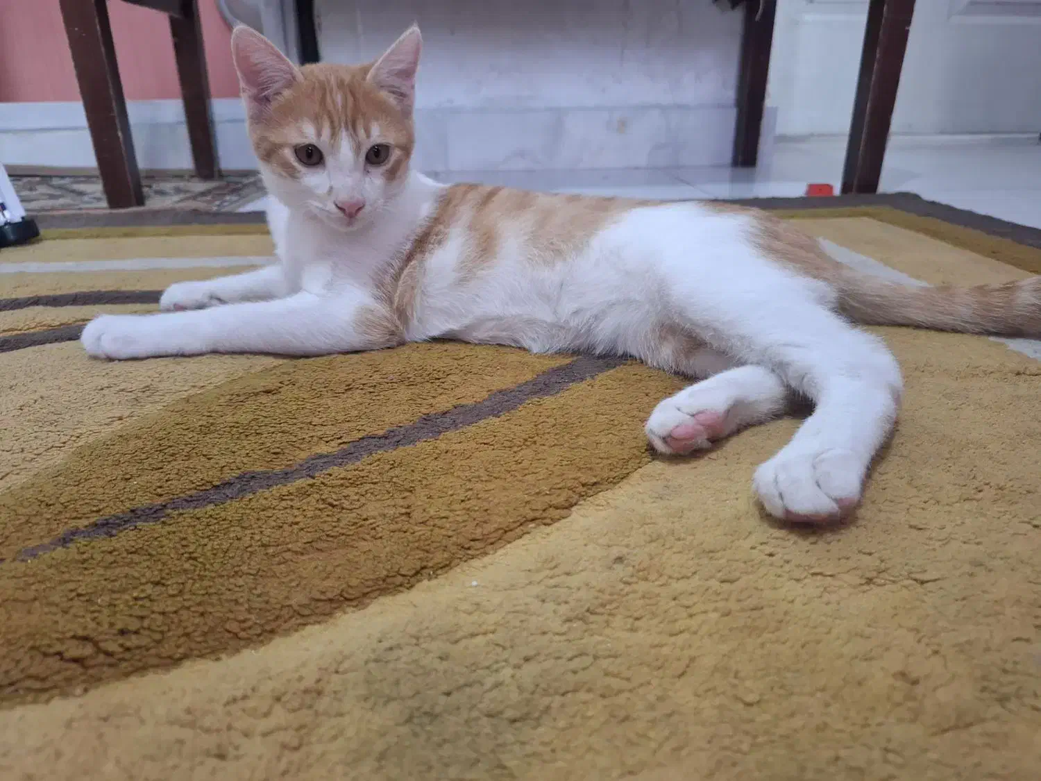 واگذاری گربه خونگی ۳ونیم ماهه|گربه|آستارا, |دیوار