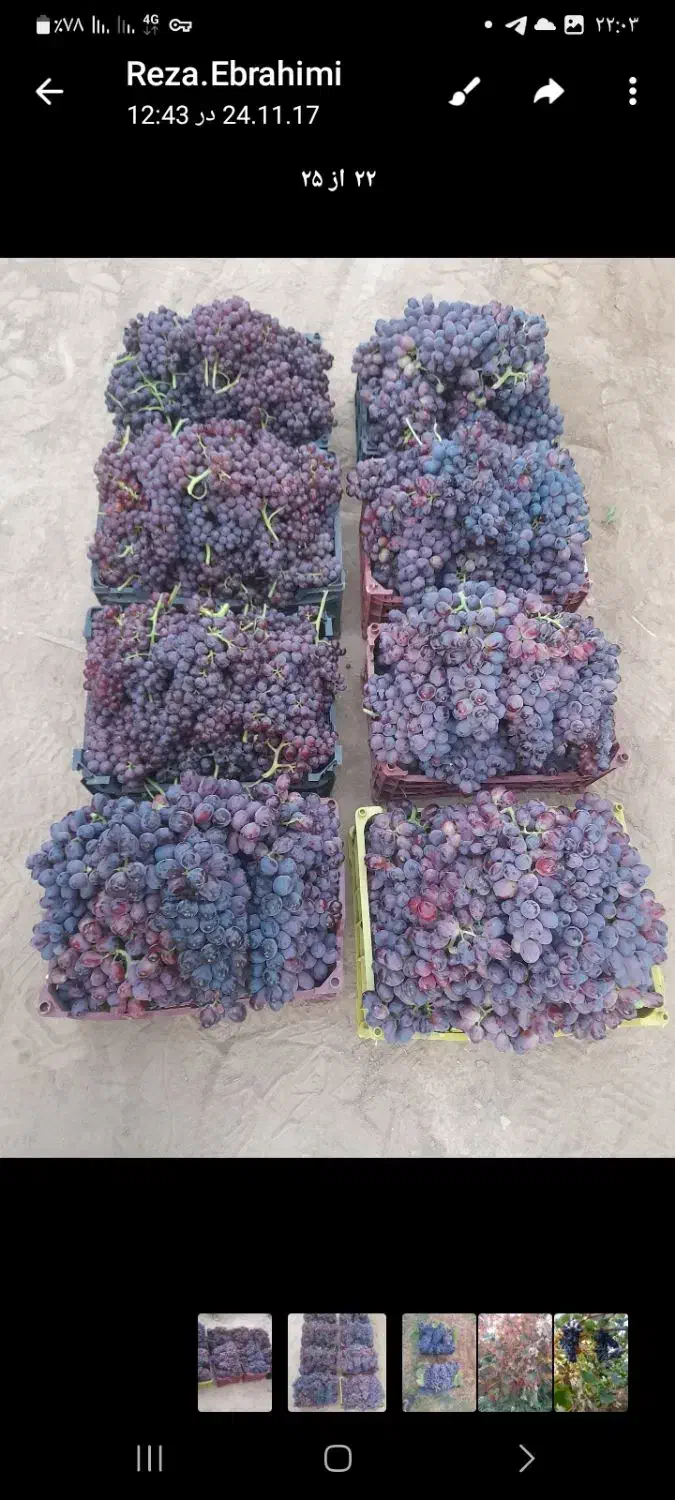 باغ انگوری|فروش دفتر صنعتی، کشاورزی، تجاری|شاهرود, |دیوار