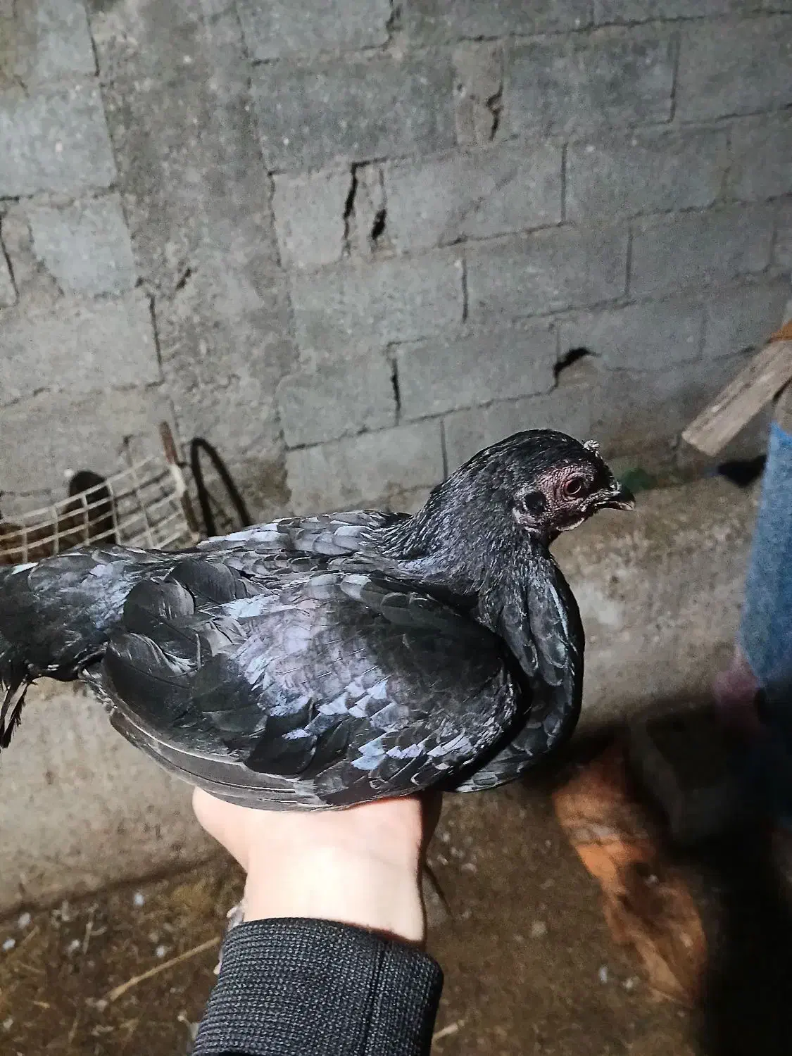 مرغ و خروس مینیاتوری بالغ|پرنده|حویق, |دیوار