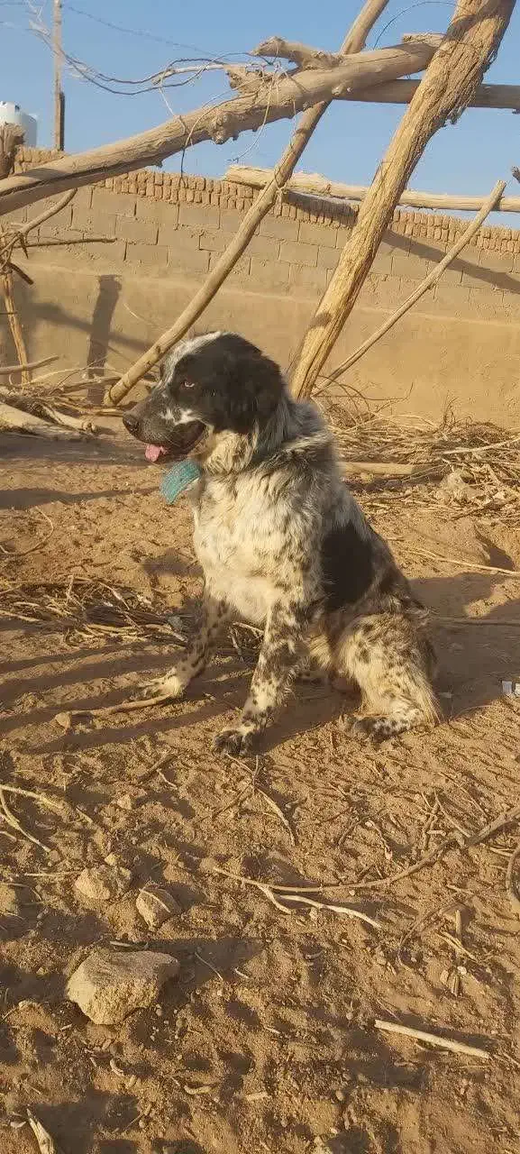 سگ گله ای قهدرجونی|سگ|بادرود, |دیوار