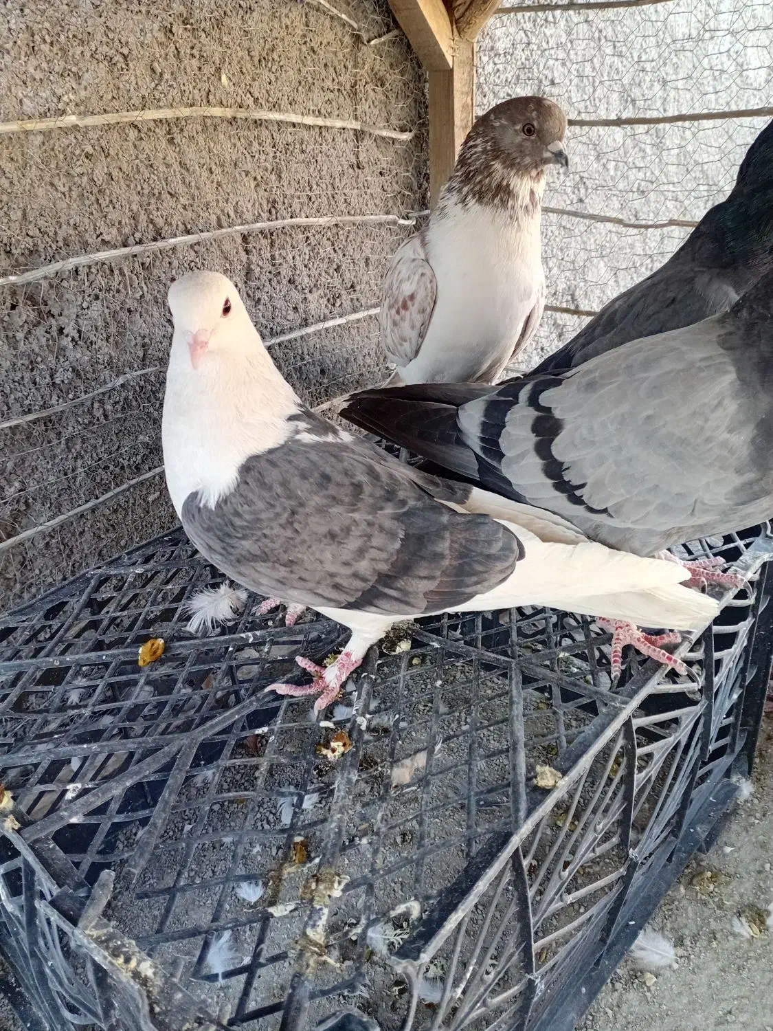 کبوتر پرشی|پرنده|لاران, |دیوار