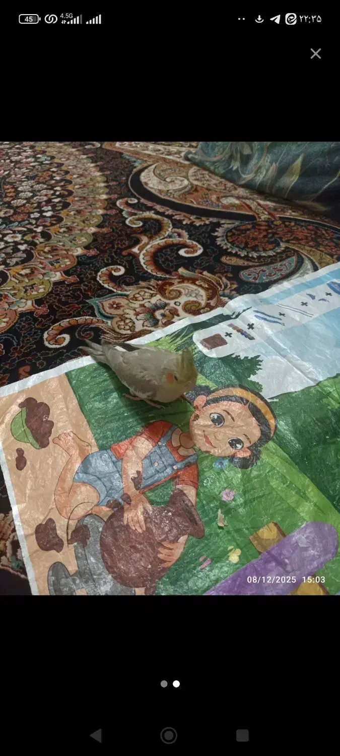 عروس هلندی|پرنده|قم, علی آباد سعدگان|دیوار