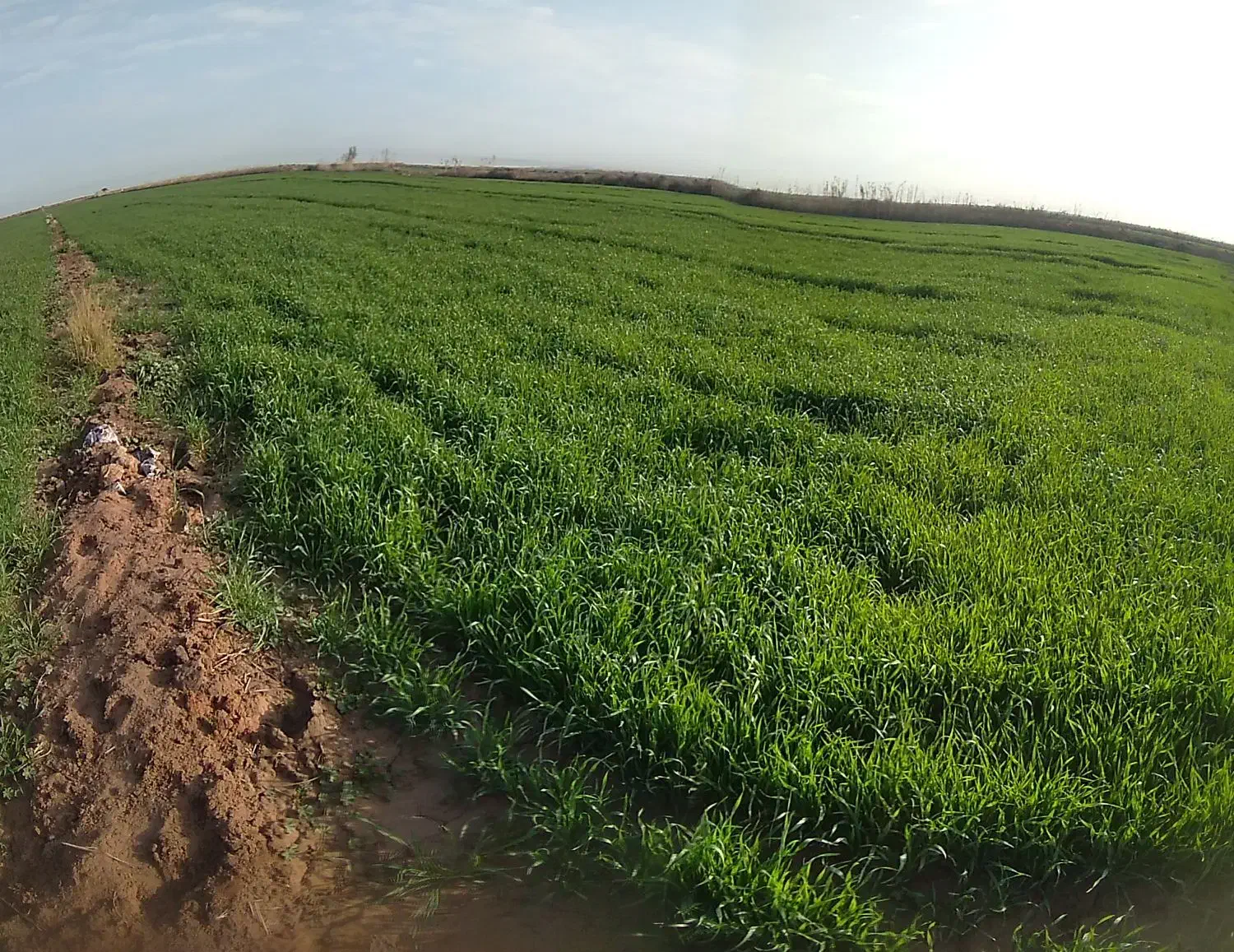 روستایه دهلیز ۲|فروش زمین و ملک کلنگی|حمیدیه, |دیوار