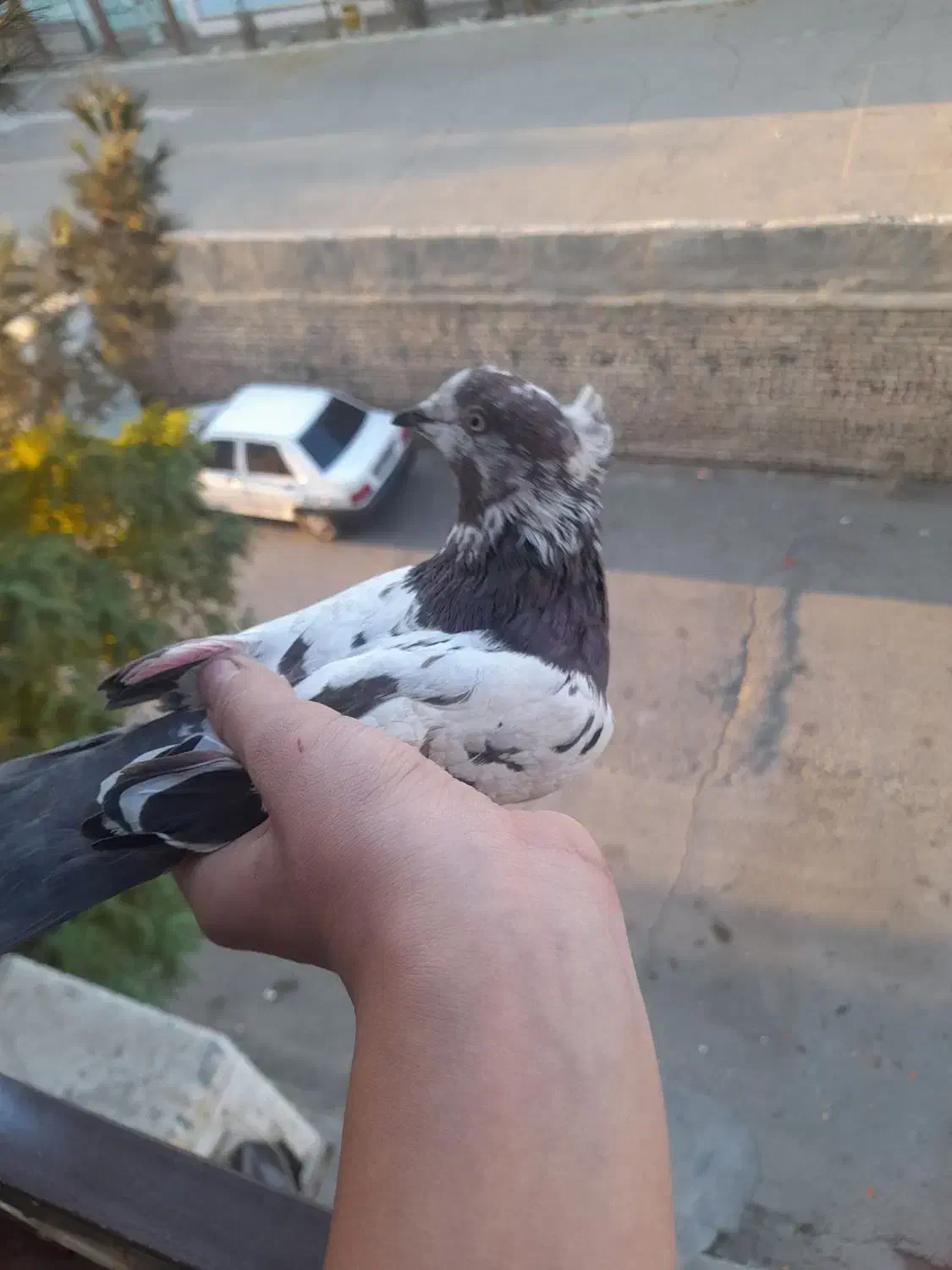 کفتر قلمکار|پرنده|ماهدشت, |دیوار