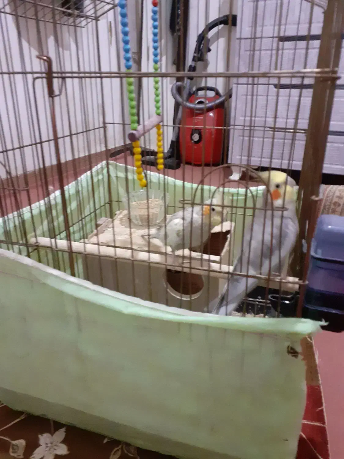 عروس هلندی|پرنده|اراک, |دیوار